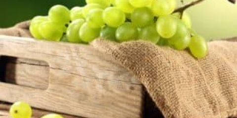 Kako pravilno čuvati grožđe